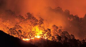 Evoluce v plamenech: Proč oheň nemusí nutně znamenat zkázu přírody?