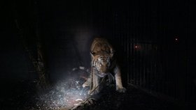 Záchrana odchyceného tygra