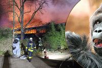 Tragický požár zoo: Uhořeli při něm prarodiče goriláka Richarda!