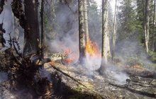 V srdci národního parku Šumava hořelo: Apokalypsa na Modravě!