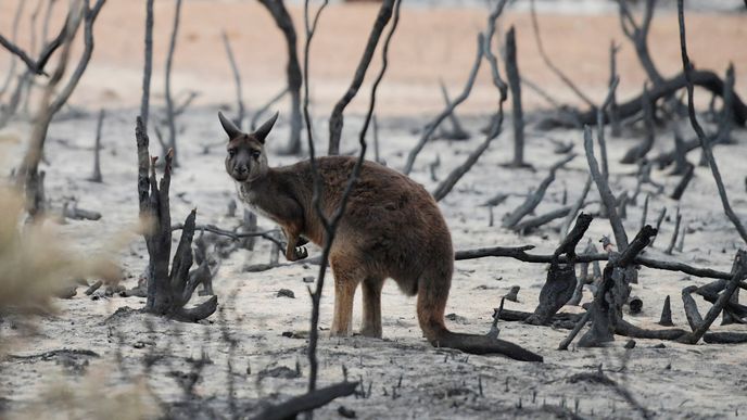 Klokan mezi spálenými stromy na ostrově Kangaroo,