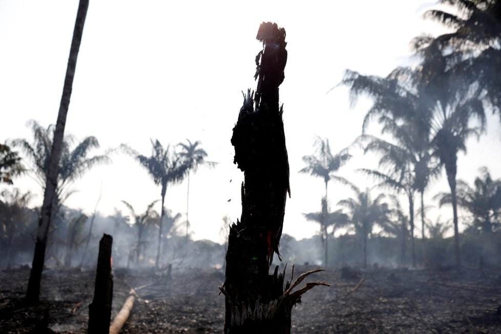 Amazonská džungle je v plamenech, následky sucha ničí tamní lesy.