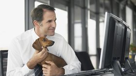 Pes v zaměstnání podle nejnovější studie snižuje stres a pomáhá k lepším výkonům