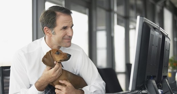 Pes v zaměstnání podle nejnovější studie snižuje stres a pomáhá k lepším výkonům