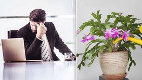 Stres a únava v práci? Zdraví vám zachrání pokojové rostliny!