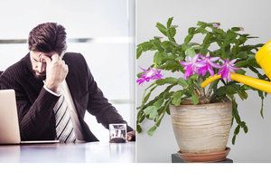 Stres a únava v práci? Zdraví vám zachrání pokojové rostliny!