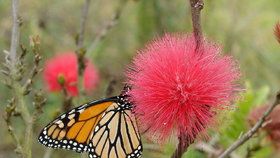 Podivuhodná rostlina vykvetla v botanické zahradě! Na „prachové víle“ si smlsnou motýli i netopýři
