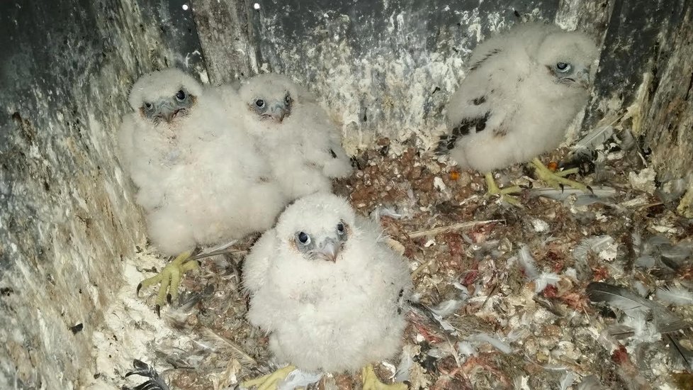 Na komíně ZEVO Malešice se vylíhla 4 mláďata ohroženého sokola stěhovavého.