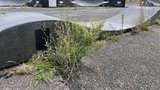 Pumptracková dráha v Praze 11 zarůstá zelení, stěžují si místní. Kdy bude odpleveleno?