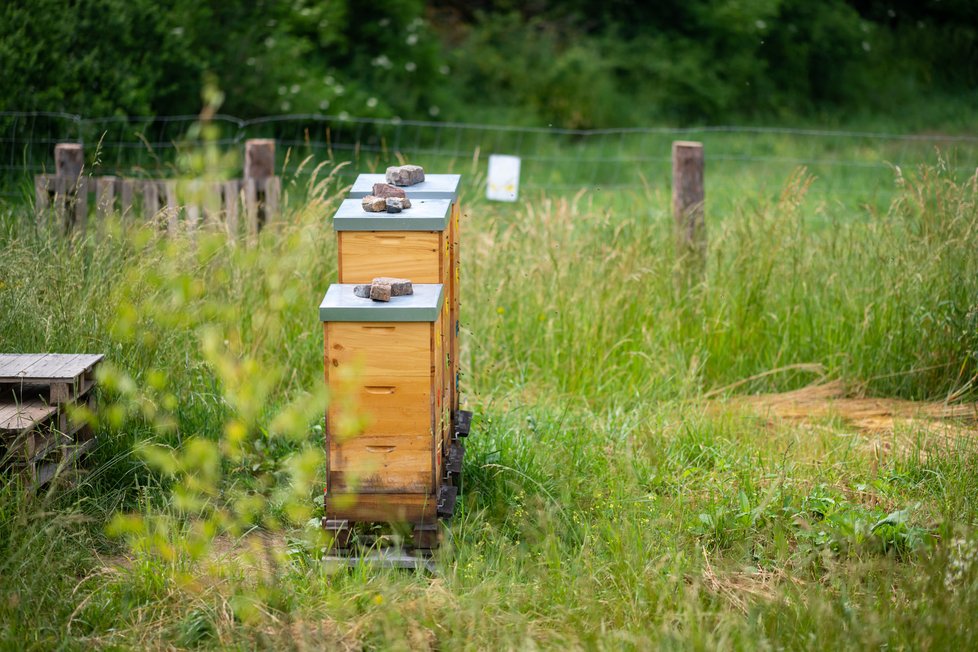 V třetím ročníku soutěže o nejlepší projekty reagující na klimatickou změnu Adapterra Awards lze hlasovat i pro projekt šetrného zemědělství na Praze 12.