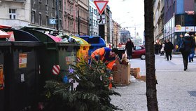 V Praze po Vánocích zlikvidují 300 tisíc stromků. Kam s nimi? 