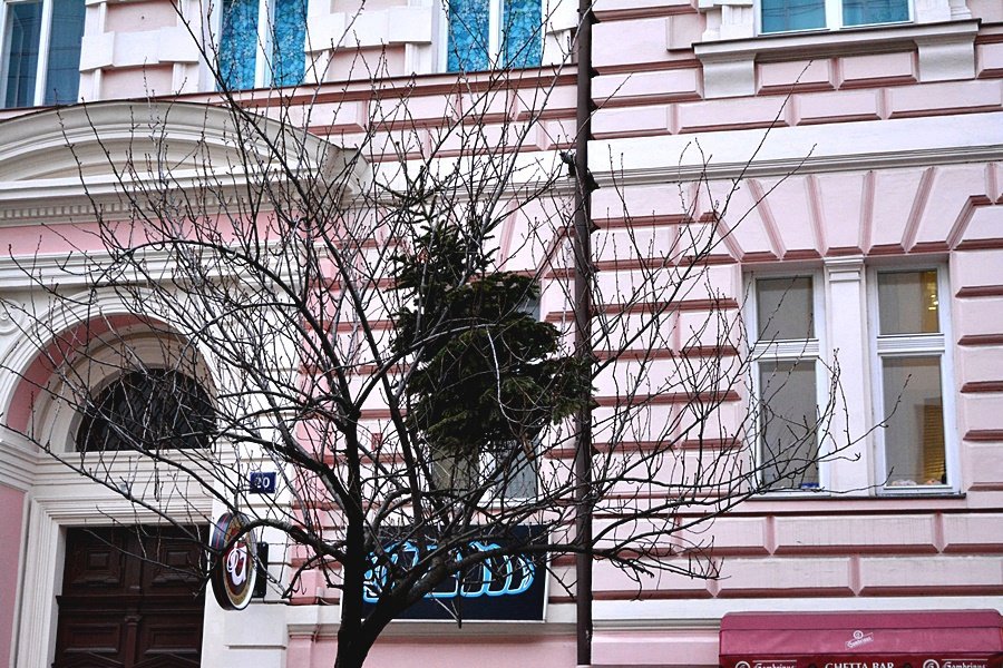 Nevyhazujte stromky z oken! Praha 2 prosí občany, aby je vynesli po schodech před dům.