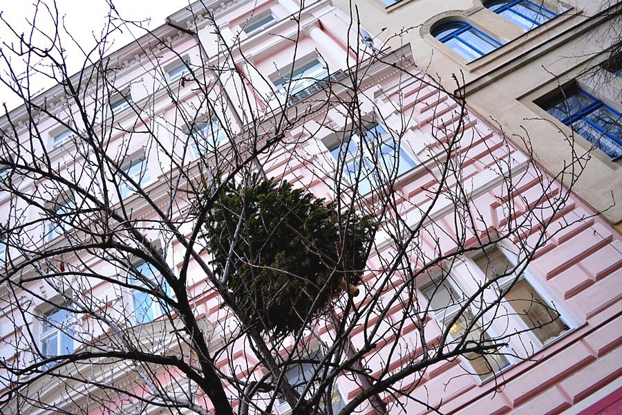 Nevyhazujte stromky z oken! Praha 2 prosí občany, aby je vynesli po schodech před dům.