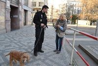 Psi budou po Praze dál „volně běhat“: Praha stopne celoplošný zákaz