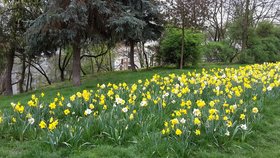 Židovské pece rozkvetly a cesty parku lemují lány narcisů.