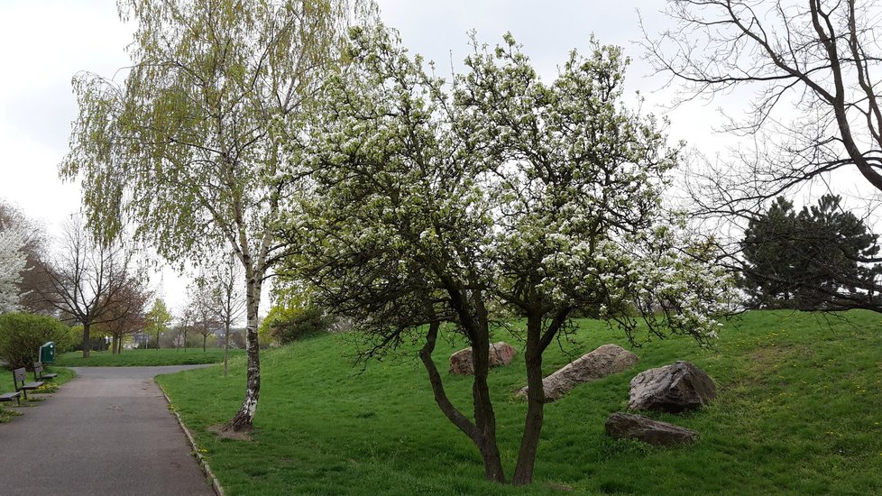 Kromě narcisů v parku kvete i množství stromů, to jsou Židovské pece.