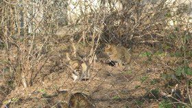 Kočky okupují bývalé sídlo Rozhlasu: Čekal je odchyt a kastrace, slehla se po nich zem