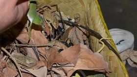 Zvířata z Madagaskaru pašoval pětadvacetiletý cizinec ve svých zavazadlech. Jeho kufr skrýval užovku, 221 chameleonů a 15 gekonů.