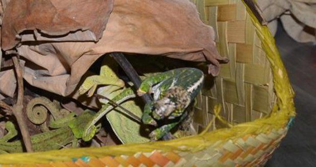 Celníci chytili pašeráka, v kufru vezl chameleony z Madagaskaru: Dostal tučnou pokutu