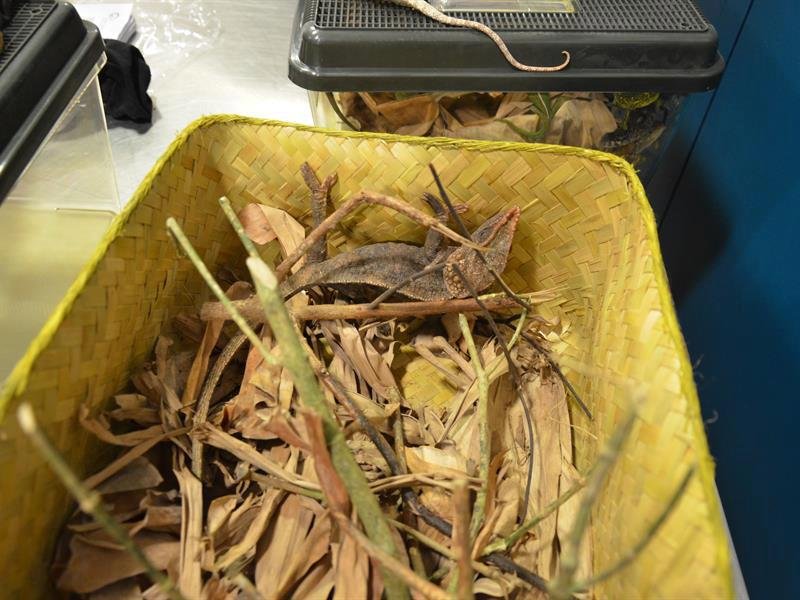 Zvířata z Madagaskaru pašoval pětadvacetiletý cizinec ve svých zavazadlech. Jeho kufr skrýval užovku, 221 chameleonů a 15 gekonů.