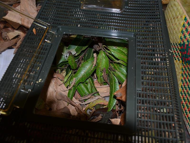 Zvířata z Madagaskaru pašoval pětadvacetiletý cizinec ve svých zavazadlech. Jeho kufr skrýval užovku, 221 chameleonů a 15 gekonů.