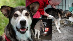 Zemřel pes Alan, kterého našli vyhublého na kost v kotci na Mladoboleslavsku.