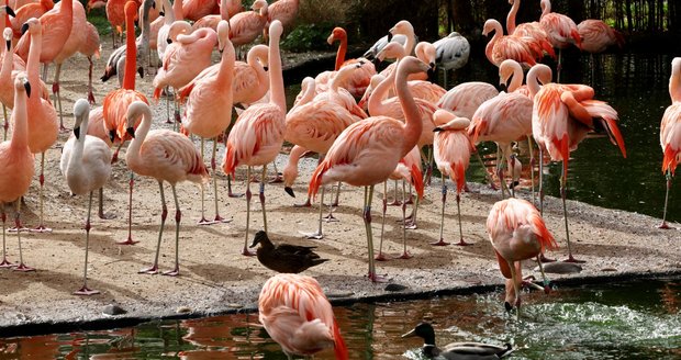 Zoo Praha na Bílou sobotu, 30. března 2024.