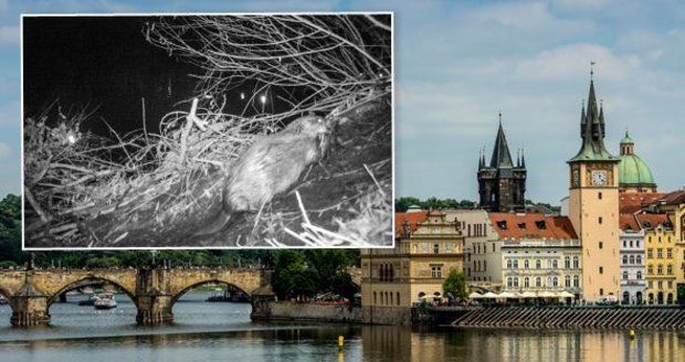 Návrat po dvou stoletích. V Praze našli bobry, na Vltavě si postavili hrad