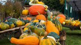 Podzim v botanické zahradě: Výstava dýní, dílničky i Halloween!