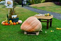 Největší dýně v Česku váží 175 kilo! Vidět ji lze v botanické zahradě v Troji, láká i na Halloween