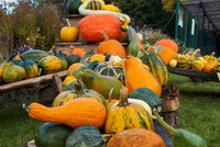 Podzim v botanické zahradě: Výstava dýní, dílničky i Halloween!