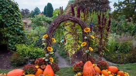 Dýňový podzim v trojské botanické zahradě. (říjen 2021)