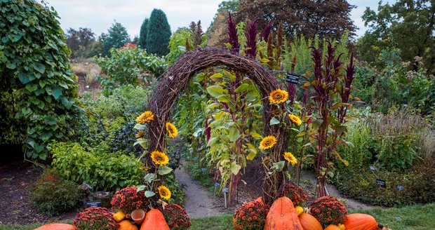 Vrchol podzimní sezóny v botanické zahradě: Výstava dýní nabídne tvoření, lampionový průvod i obří dýni