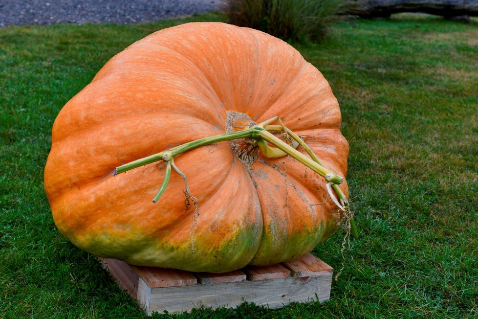 Dýňový podzim v trojské botanické zahradě. (říjen 2021)