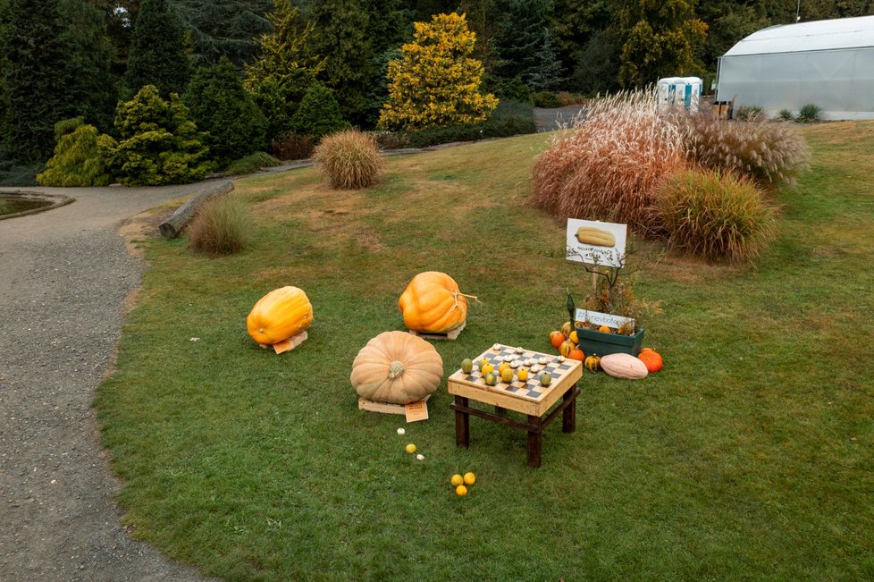 Dýňový podzim v trojské botanické zahradě. (říjen 2021)