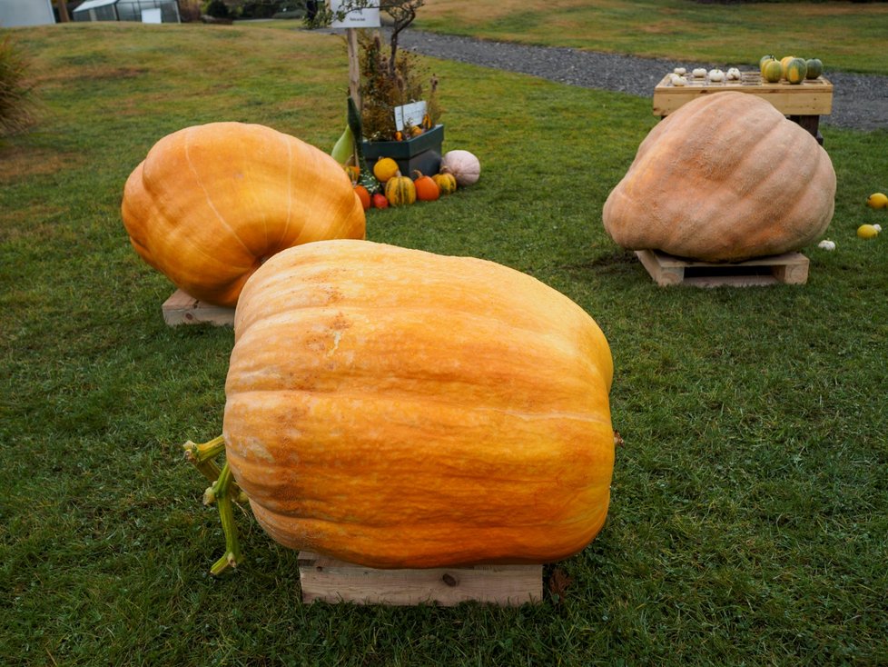 Dýňový podzim v trojské botanické zahradě. (říjen 2021)