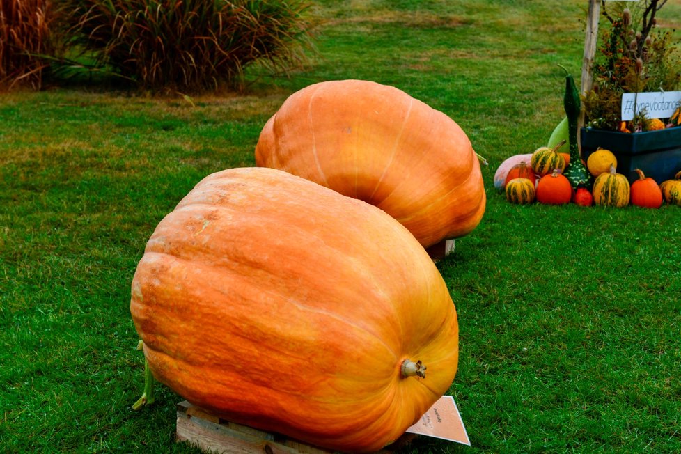 Dýňový podzim v trojské botanické zahradě. (říjen 2021)