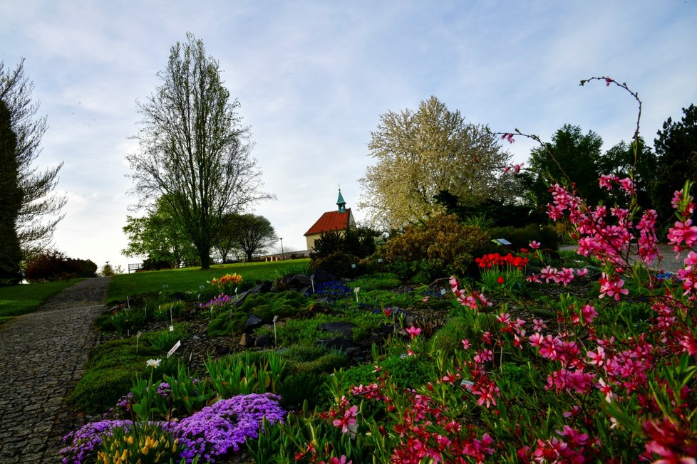 Rozkvetlá botanická zahrada v pražské Troji. (9. května 2021)