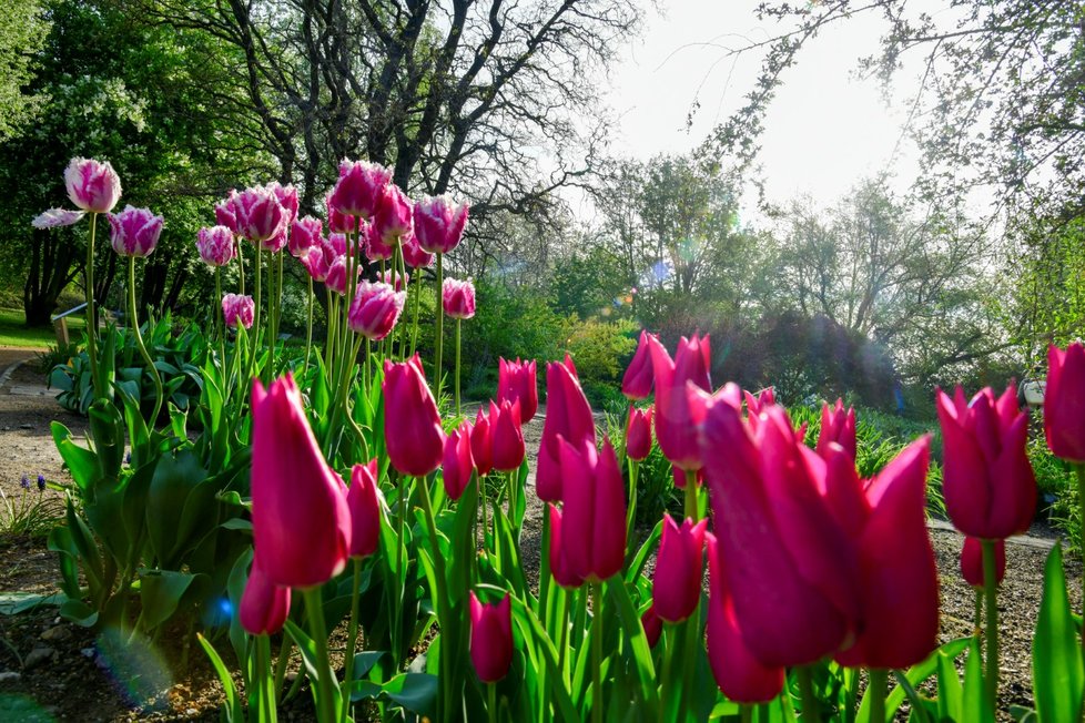 Rozkvetlá botanická zahrada v pražské Troji. (9. května 2021)