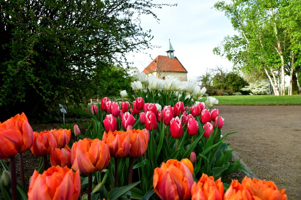 Rozkvetlá botanická zahrada v pražské Troji. (9. května 2021)