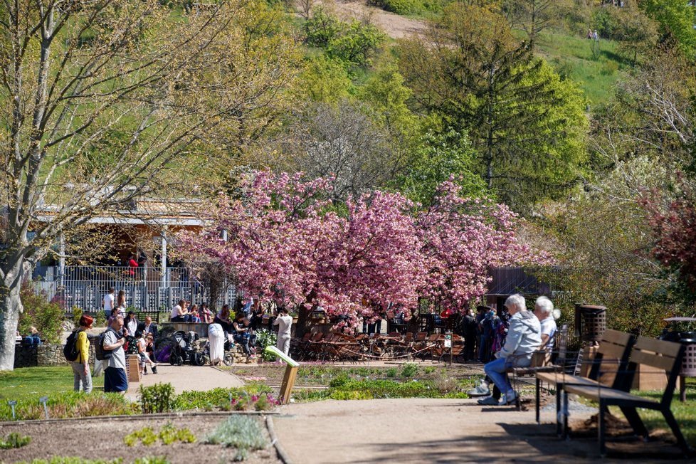 Rozkvetlá botanická zahrada v pražské Troji. (9. května 2021)