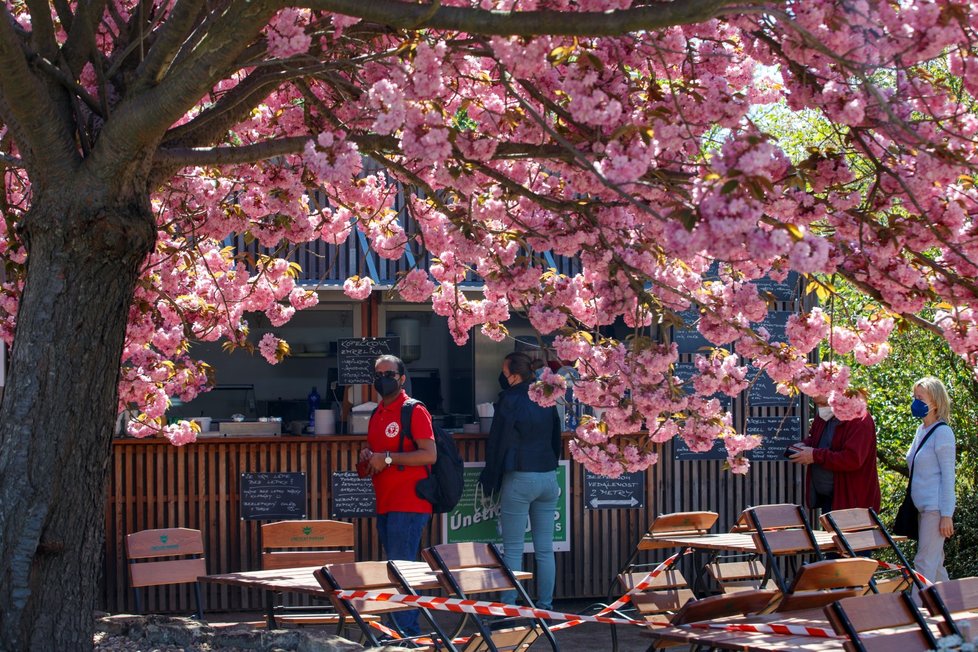 Rozkvetlá botanická zahrada v pražské Troji. (9. května 2021)