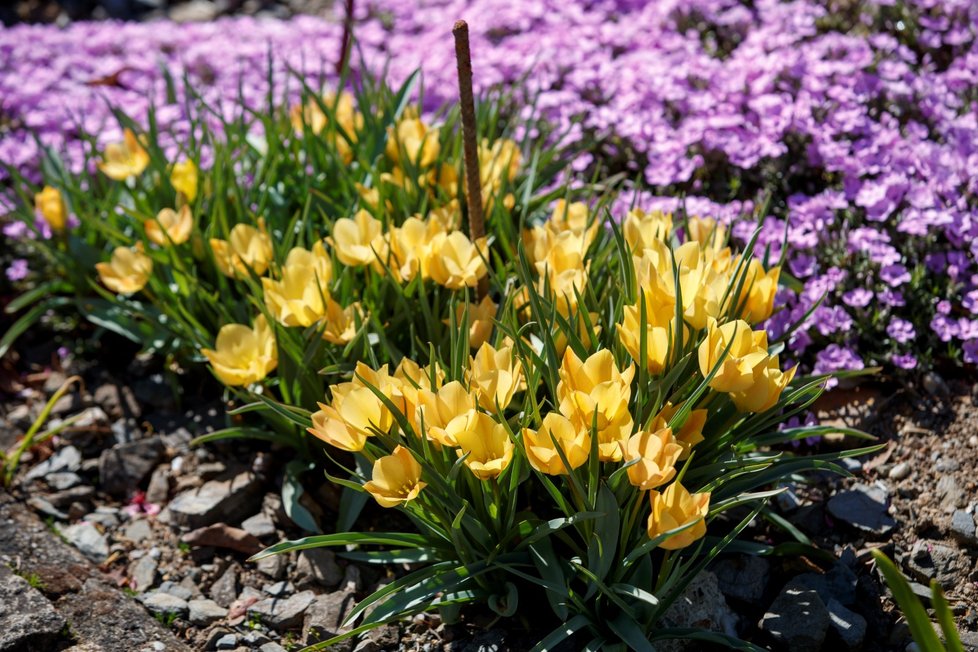 Rozkvetlá botanická zahrada v pražské Troji. (9. května 2021)