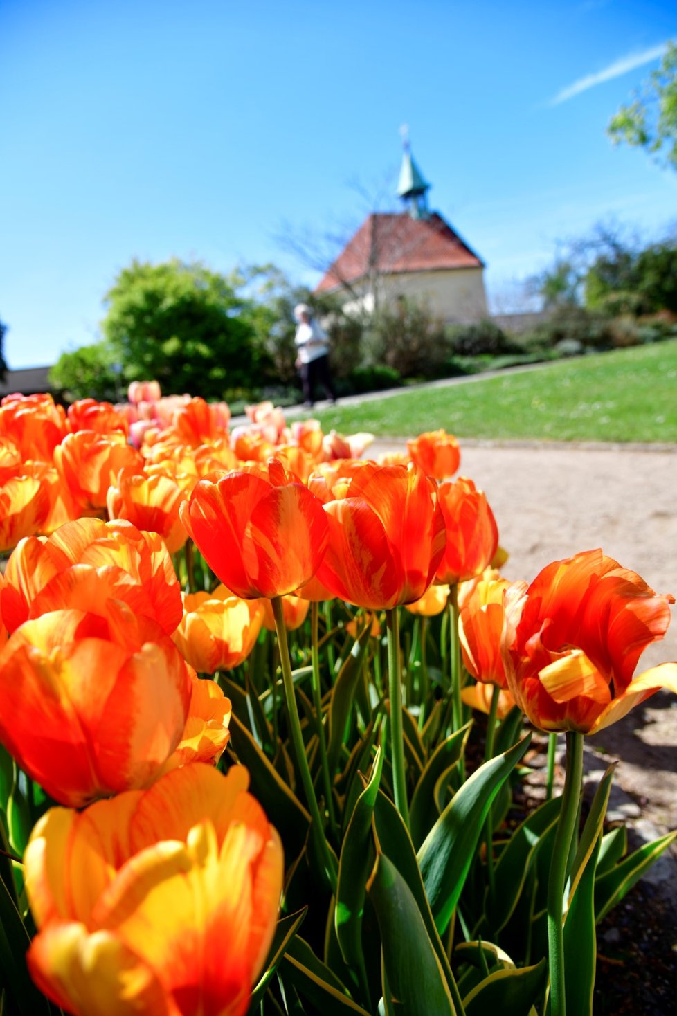 Rozkvetlá botanická zahrada v pražské Troji. (9. května 2021)