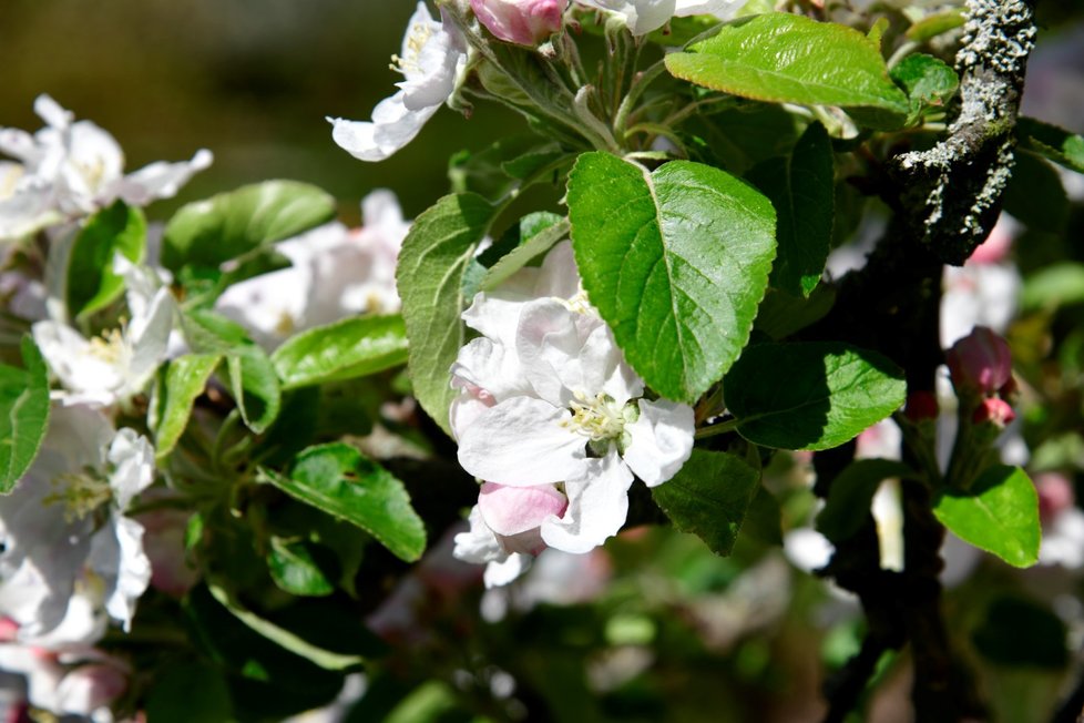 Rozkvetlá botanická zahrada v pražské Troji. (9. května 2021)