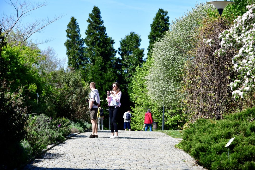 Rozkvetlá botanická zahrada v pražské Troji. (9. května 2021)