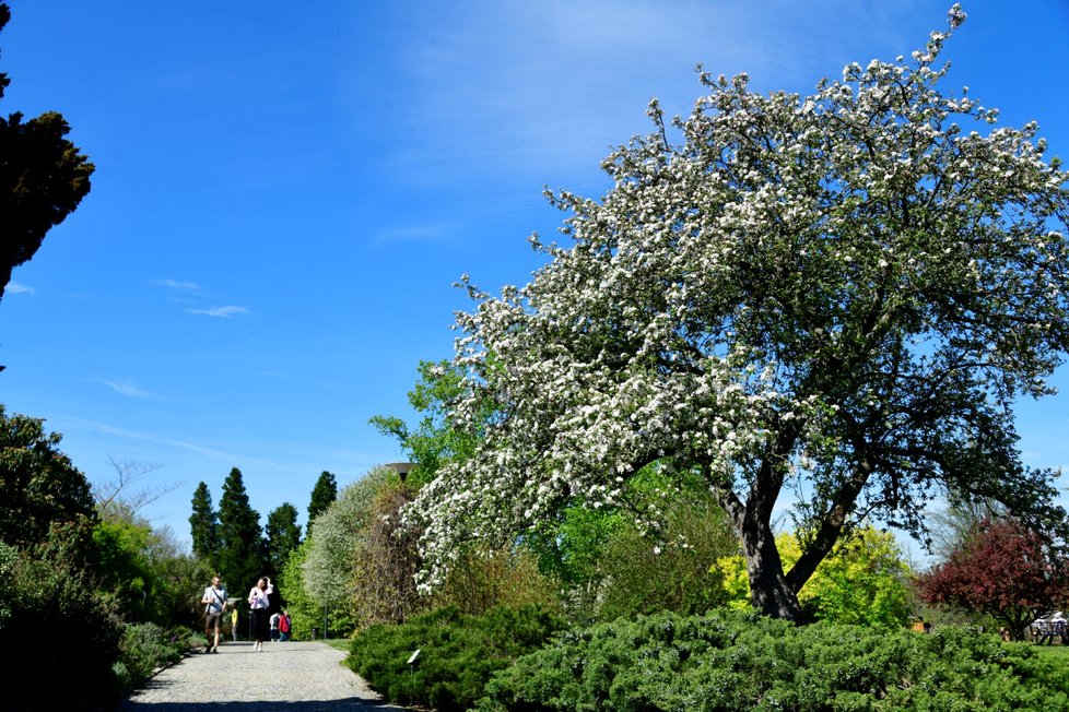 Rozkvetlá botanická zahrada v pražské Troji. (9. května 2021)