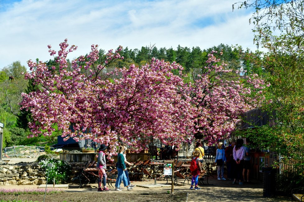 Rozkvetlá botanická zahrada v pražské Troji. (9. května 2021)