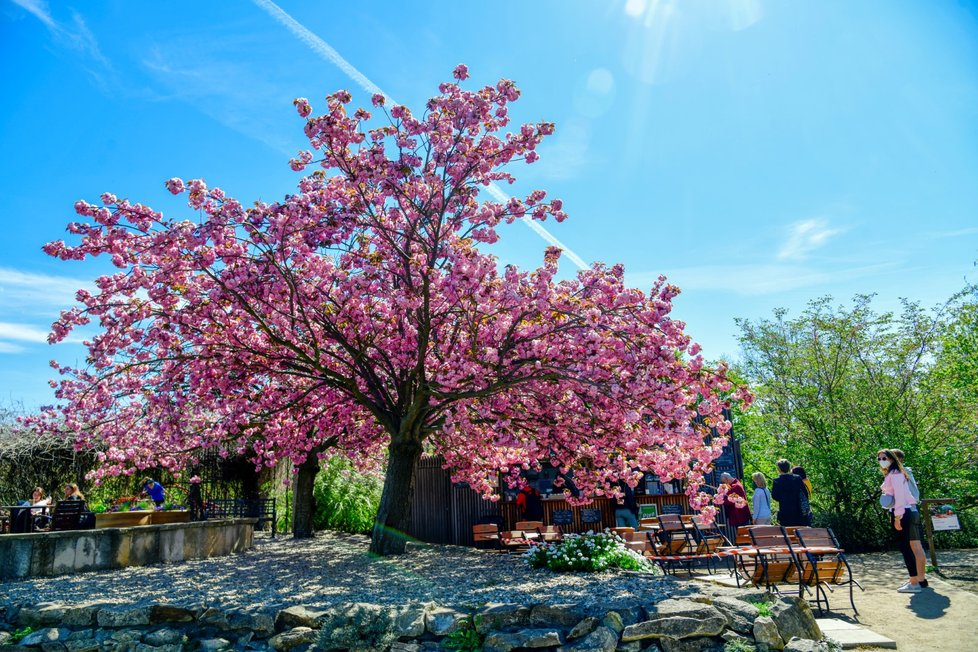 Rozkvetlá botanická zahrada v pražské Troji. (9. května 2021)