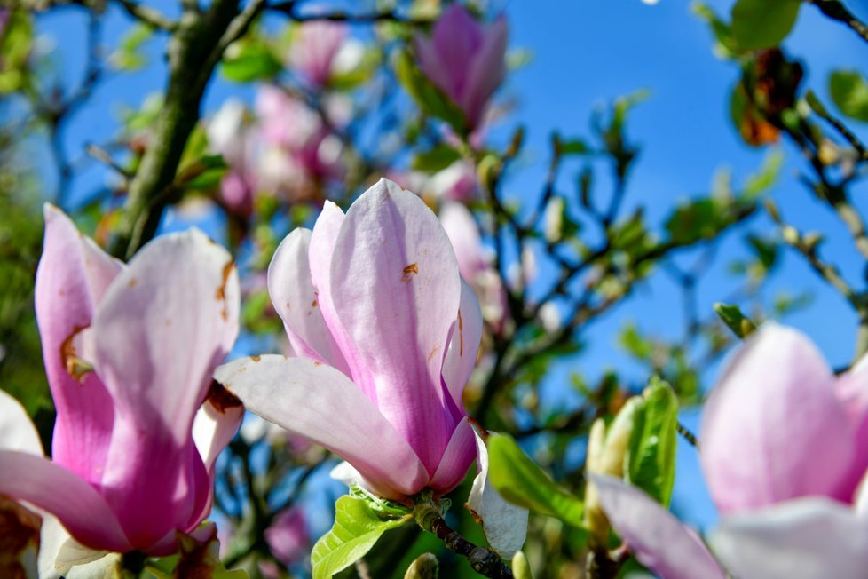 Rozkvetlá botanická zahrada v pražské Troji. (9. května 2021)